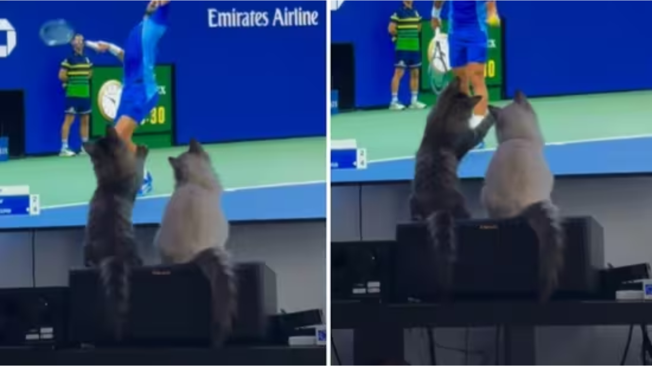 Cute Kittens Try To Play With Tennis Ball On TV Screen, Viral Video Is Too Cute To Miss