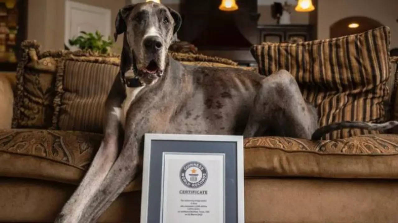 World's Tallest Dog Bids Farewell To The World Following Cancer