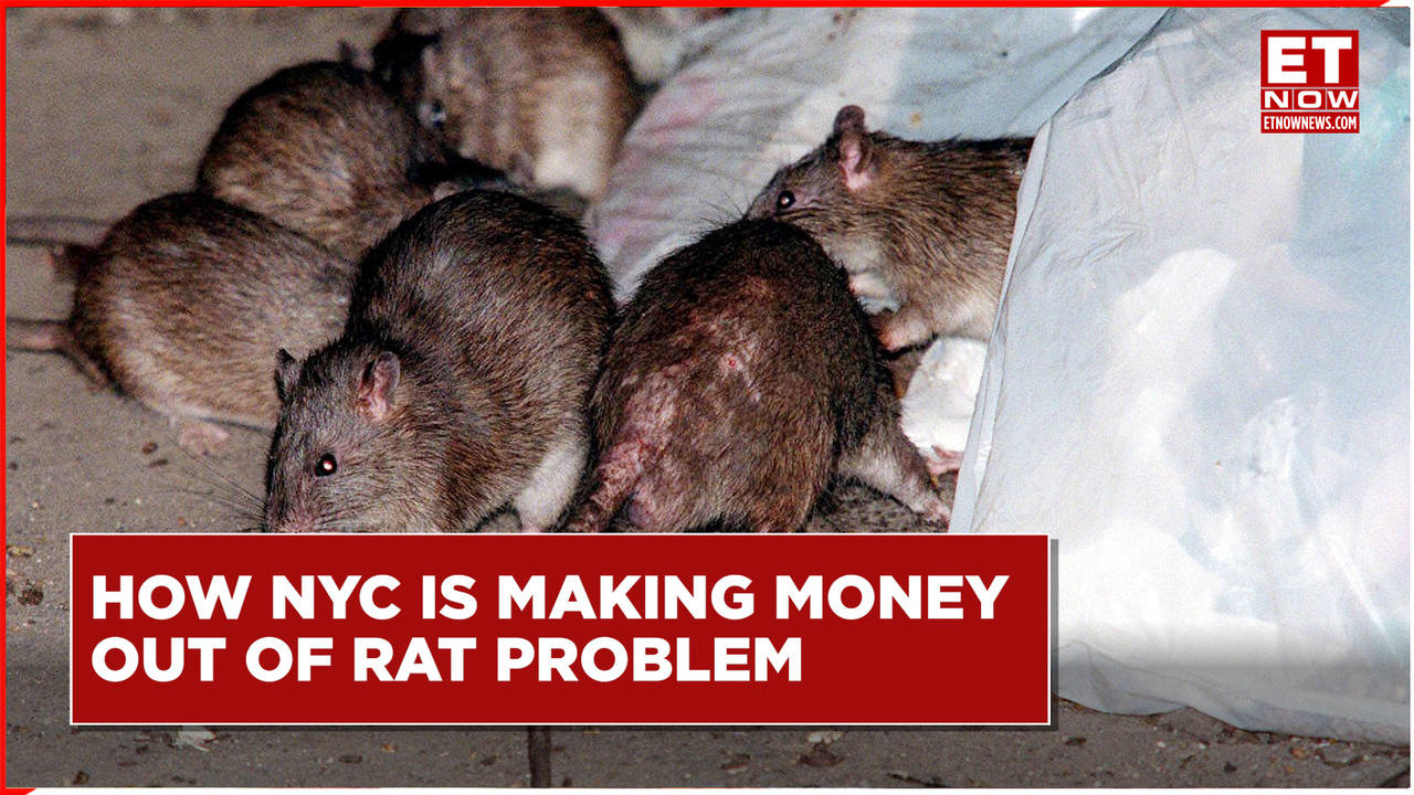 rat tours in nyc