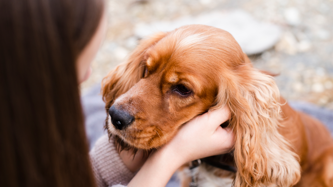 How to cope with the grief of losing your beloved pet. Pic Credit: Freepik