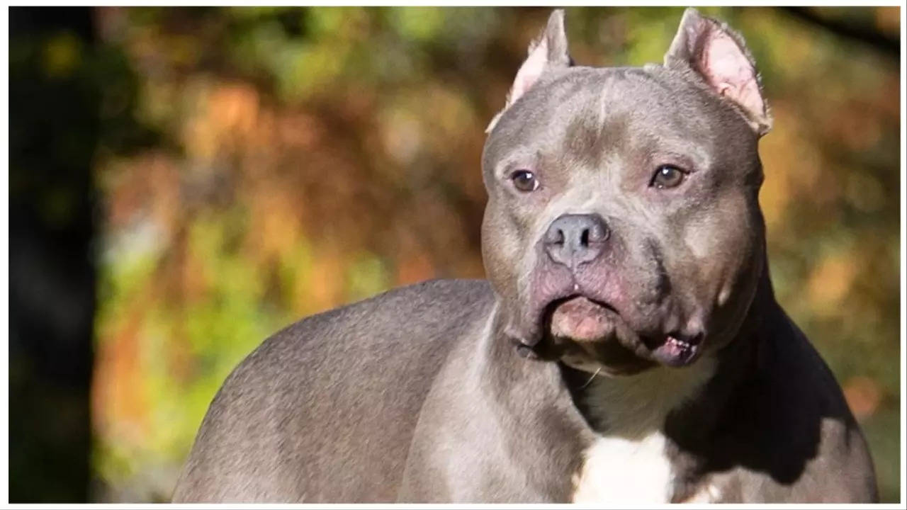 American Bully Pocket Stock Photo - Download Image Now - American