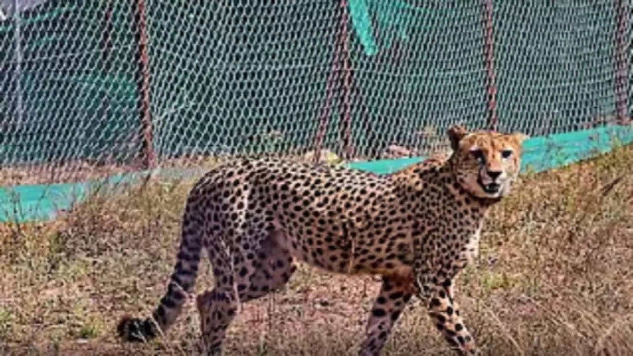 'More Cubs On Soil Of Bharat': New Cheetahs To Be Introduced At Gandhi Sagar Sanctuary