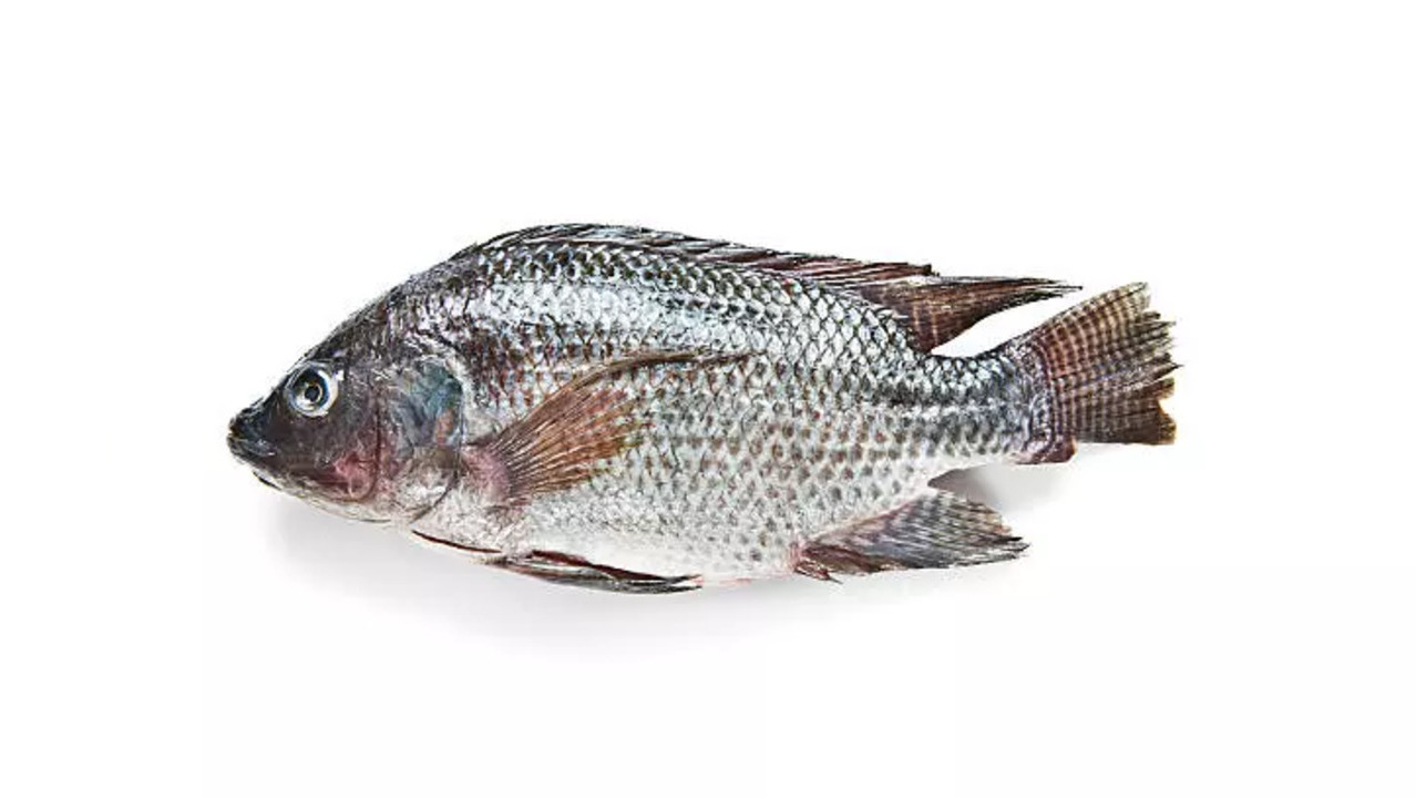 tilapia fish