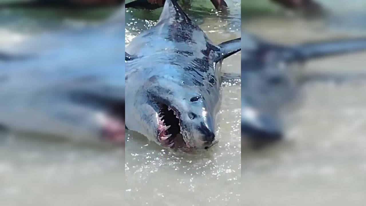 Viral Video: Shark Stranded At Florida Beach Is Helped Back Into