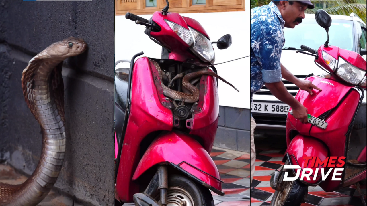 Honda Activa With Cobra Coiled Inside Will Send Chills Down Your Spine | Watch