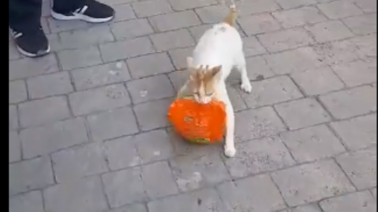 Cat Steals Packet Of Chicken From Supermarket. What Happens Next will Melt Your Heart