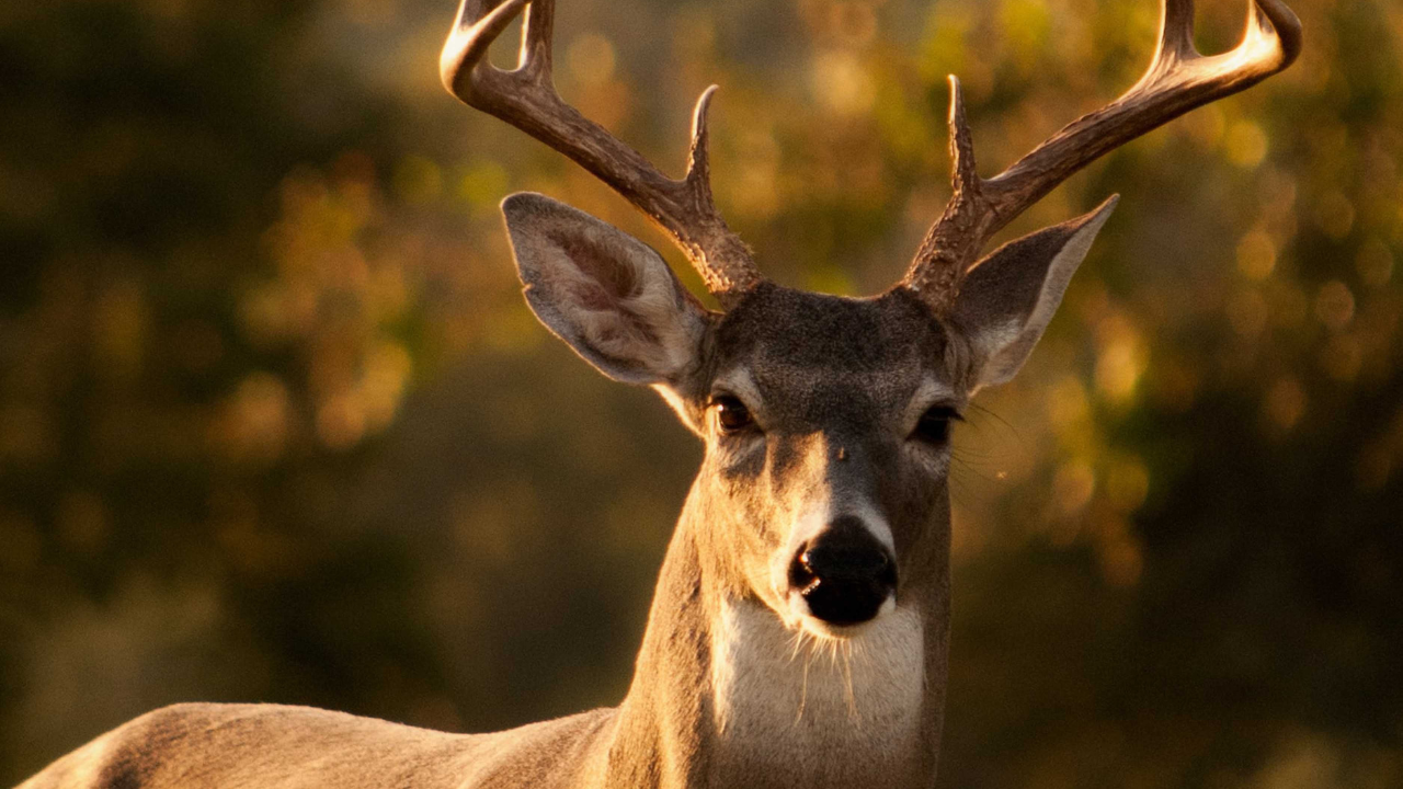 16 deer die at Bengaluru Biological Park, Forest Minister instructs zoos to be on high alert