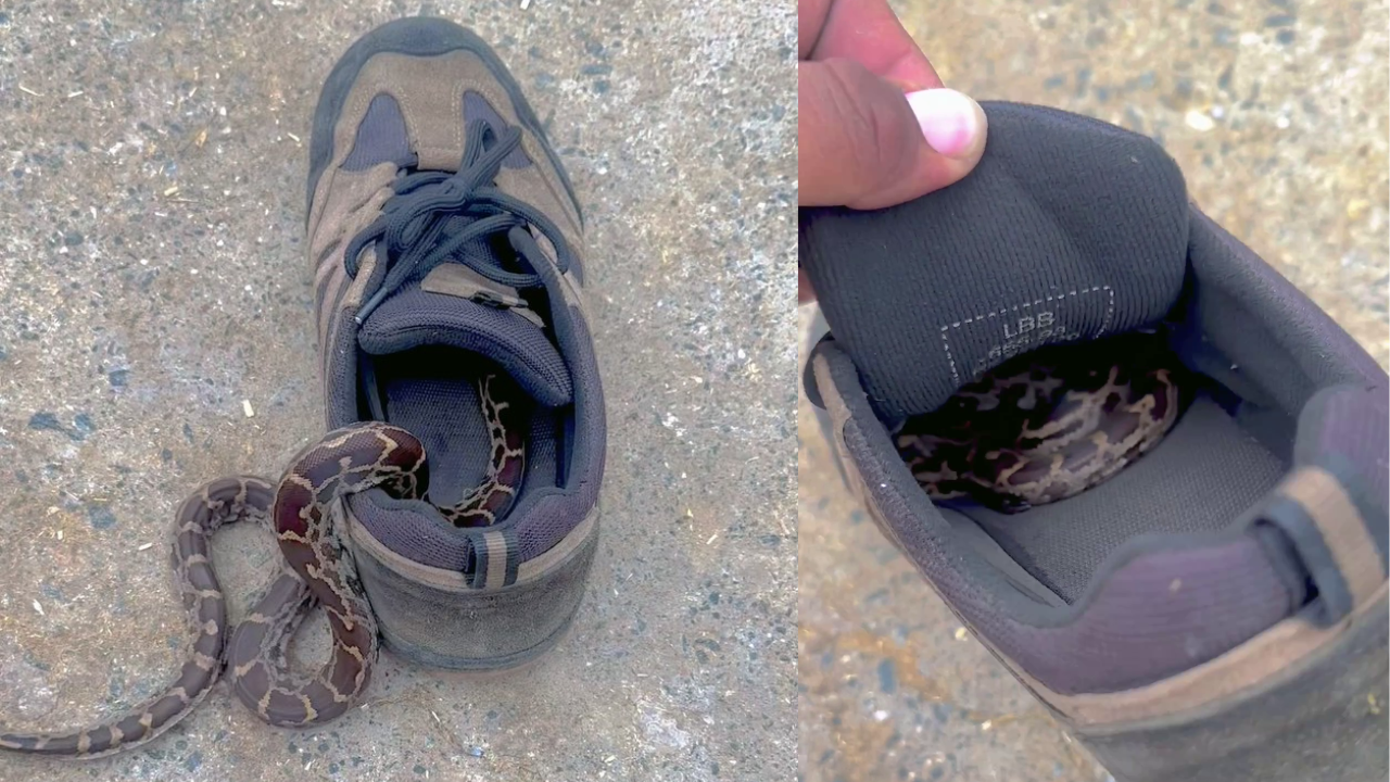 Double Check Your Sneakers! Viral Video Shows Snake Hiding Inside Shoe. Watch