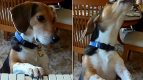 Dogs Piano Performance Wows The Internet Watch
