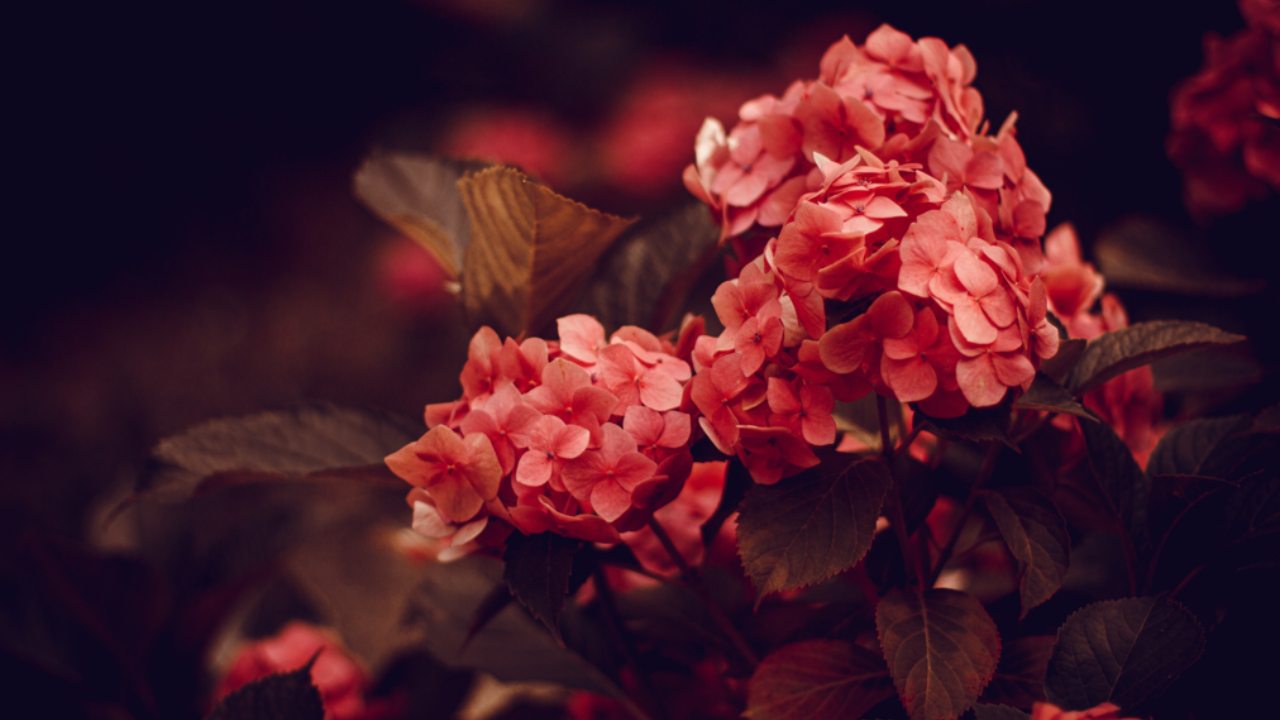 What do dreams about red flowers signify about your health according to Ayurveda? Pic Credit: Freepik