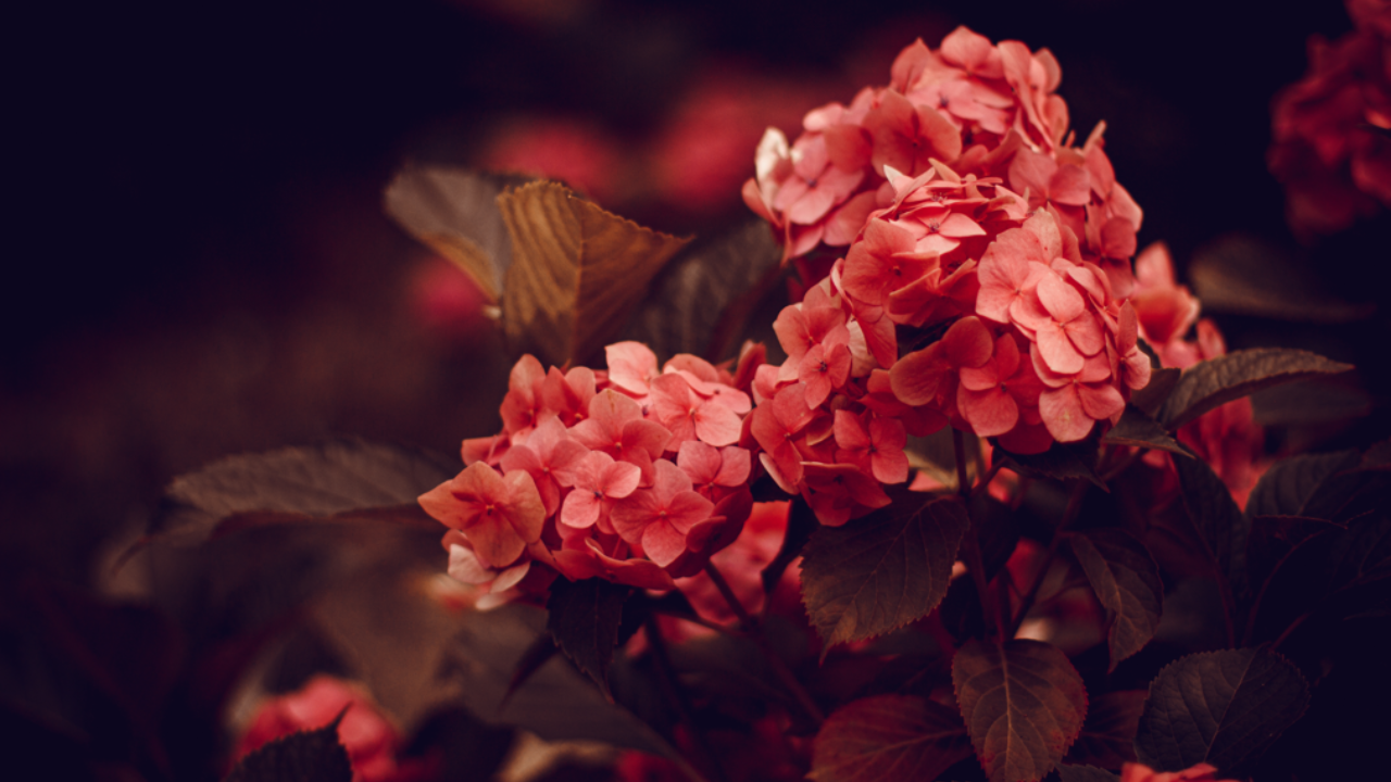 Ayurvedic Expert Shares Why Seeing Red Flowers In Your Dream Can Have A ...