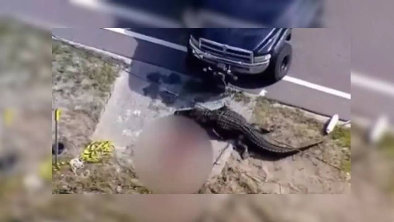 Alligator Found With Human Remains In Its Mouth In Shocking Incident ...