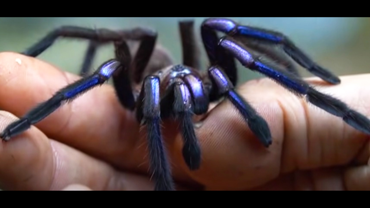 Chilobrachys natanicharum. (JoCho Sippawat/YouTube)