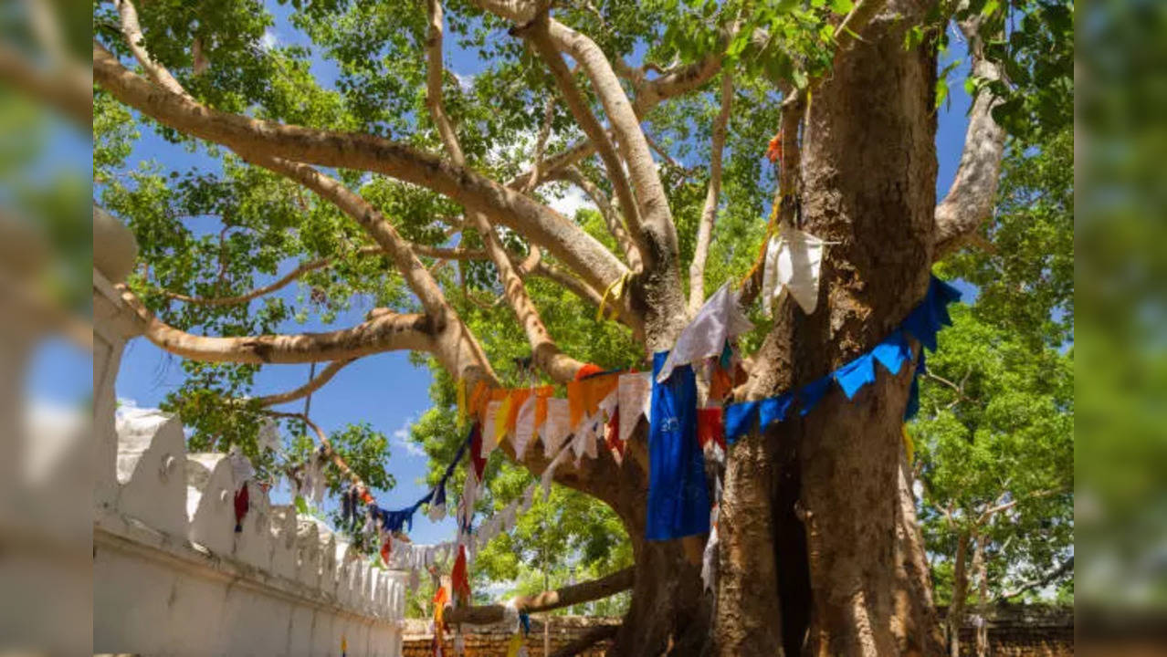 Follow these rituals for Tarpan during Pitru Paksha