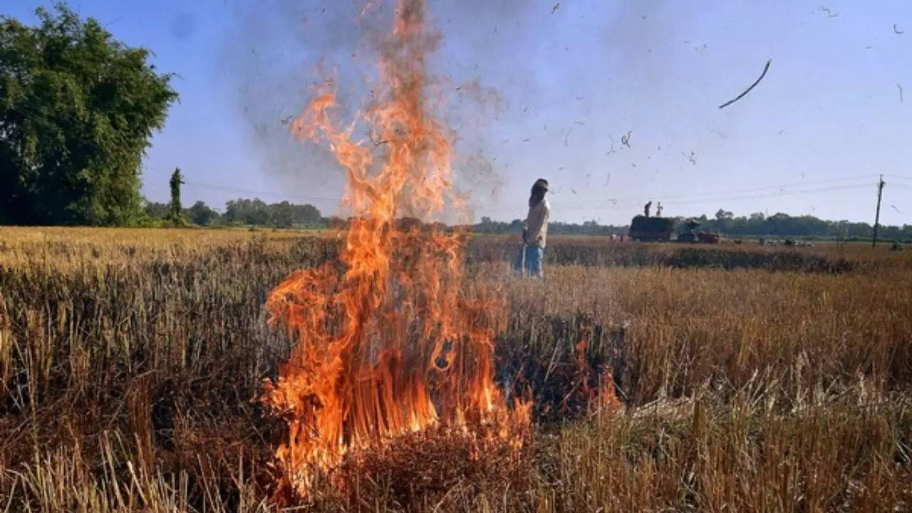 stubble burning