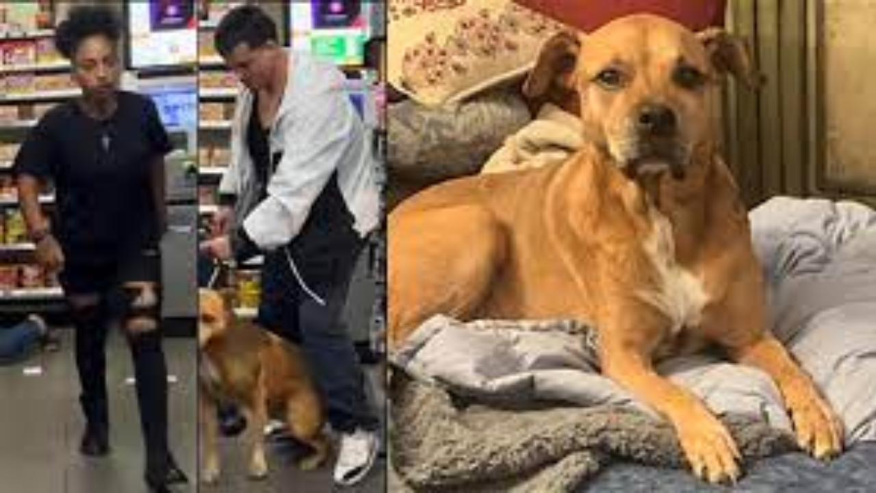 The stolen dog has been found and reunited with its owner. (Photo via Twitter)