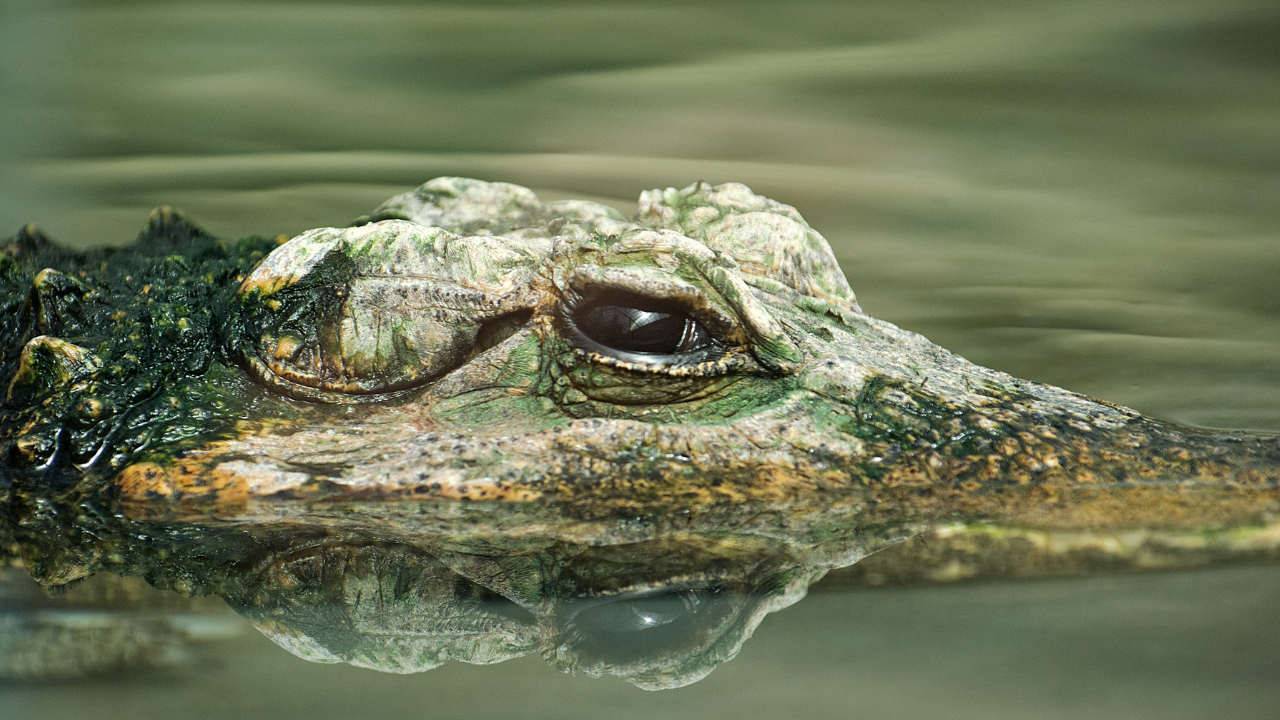 How 2 Crocodiles Slid Out Of Delhi Zoo Enclosure