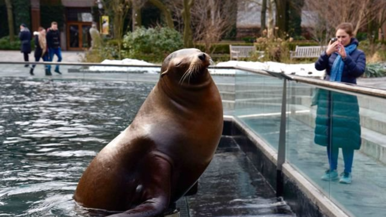 Sea Lion at Central Park Zoo in New York City