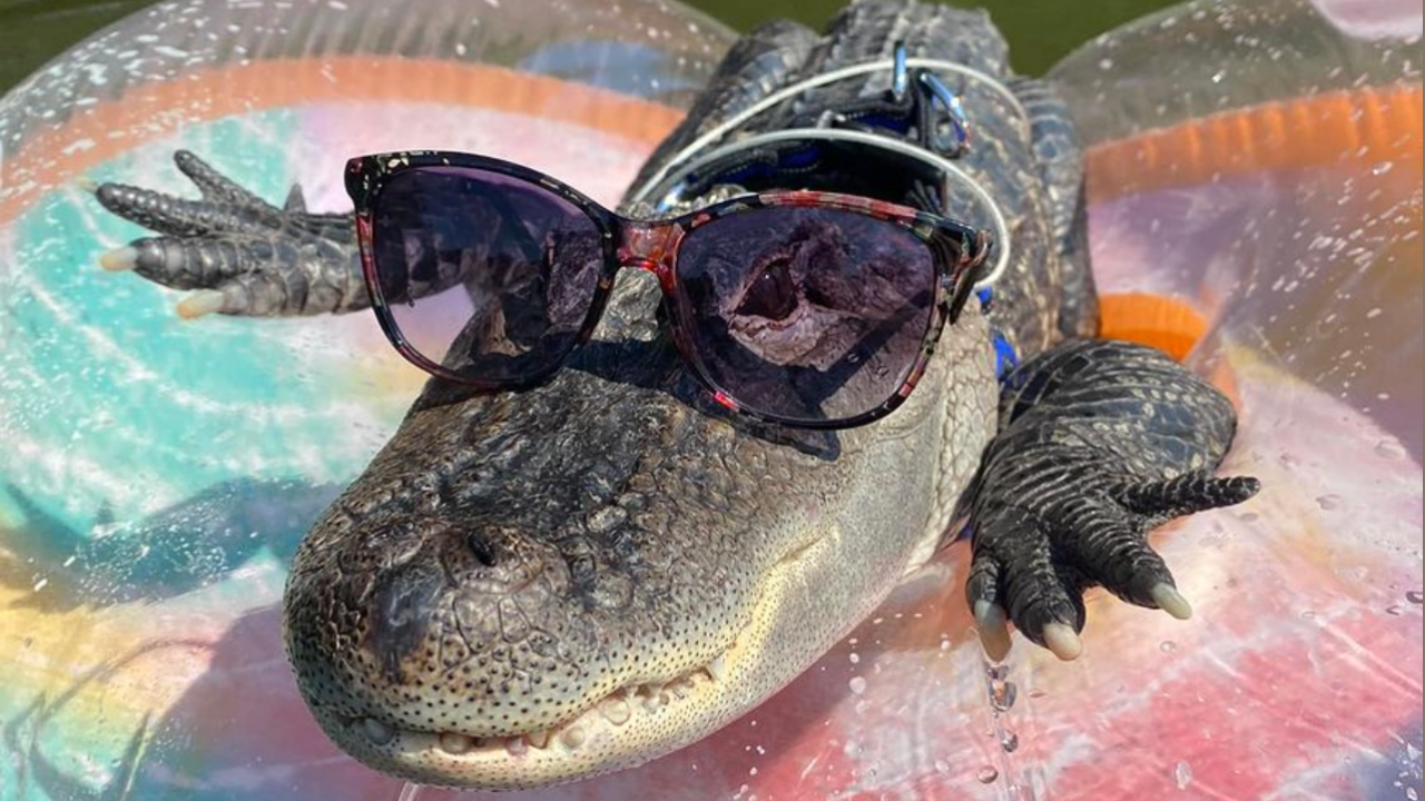 Joie Henney and his emotional support alligator, Wally, were denied entry into Citizens Bank Park due to late arrival. Image courtesy: @wallyagtornjoie/Instagram