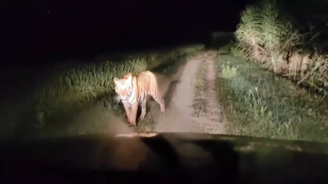 Tiger Spotted at Sugarcane Field in UP's  Lakhimpur Kheri: Video