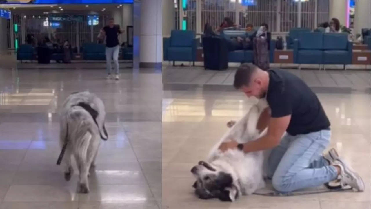 Viral Video Of Dog Reuniting With Owner After A Year Leaves Netizens ...