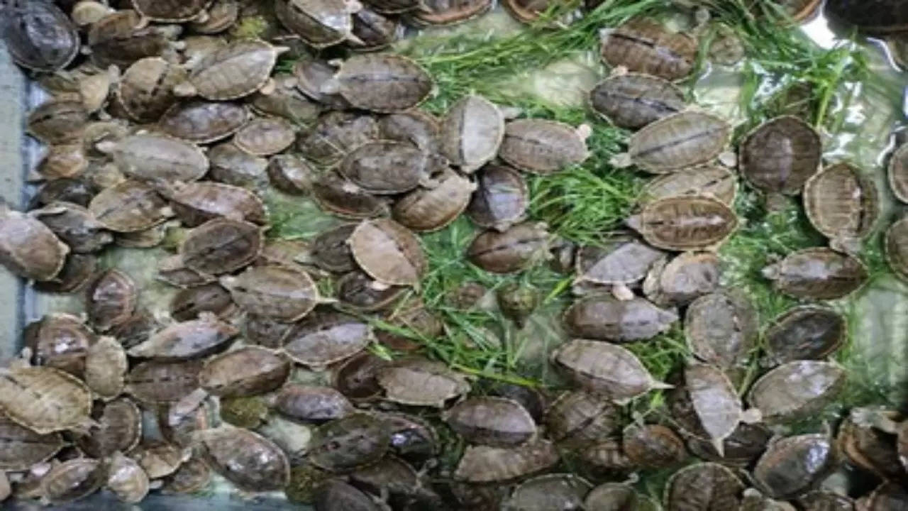 955 Live Baby Gangetic Turtles Rescued by DRI From Maharashtra's nagpur, 6 arrested