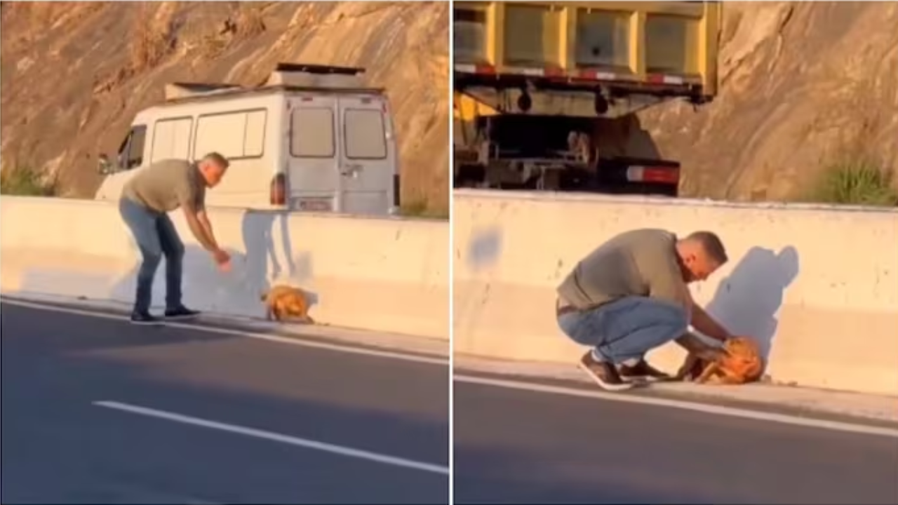 Viral Video: Good Samaritan Saves Terrified Puppy Stuck in Traffic On Highway. Watch