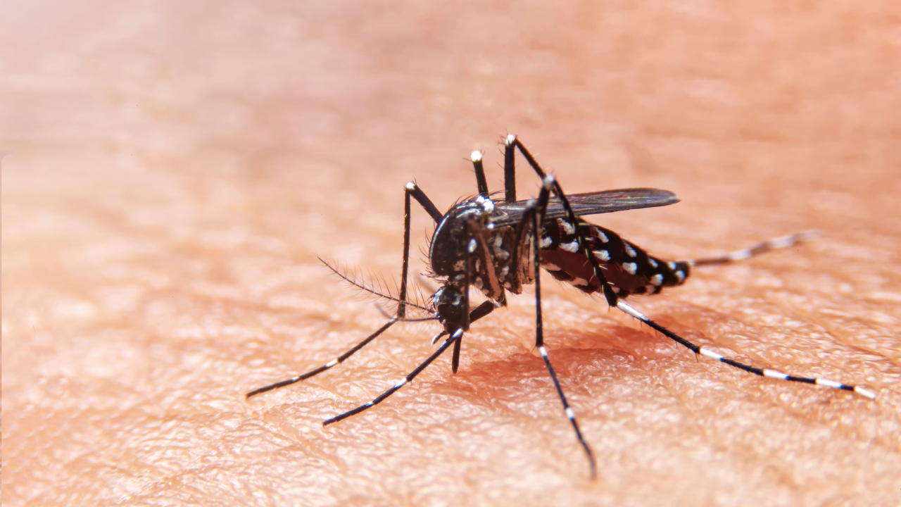 dengue in kolkata