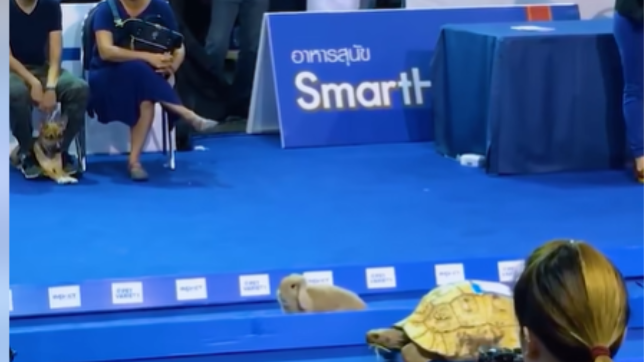 Tortoise VS Rabbit Running Race.