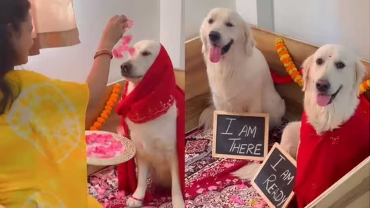 Indian Family's Baby Shower Celebration for Pregnant Pet Dog