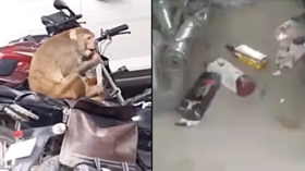 Monkey Tries To Drink From Whisky Bottle Found At Kanpur Police Office On Gandhi Jayanti A Dry Day