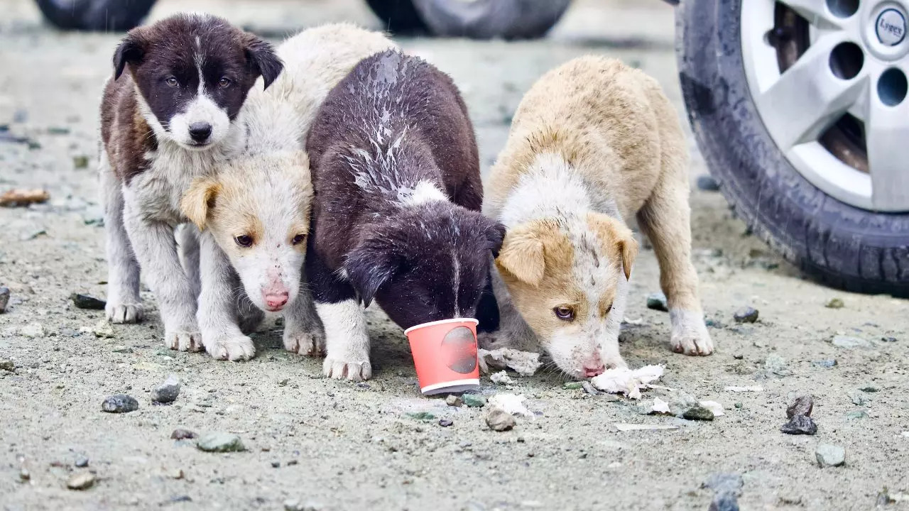 No Geotags for strays in Bengaluru