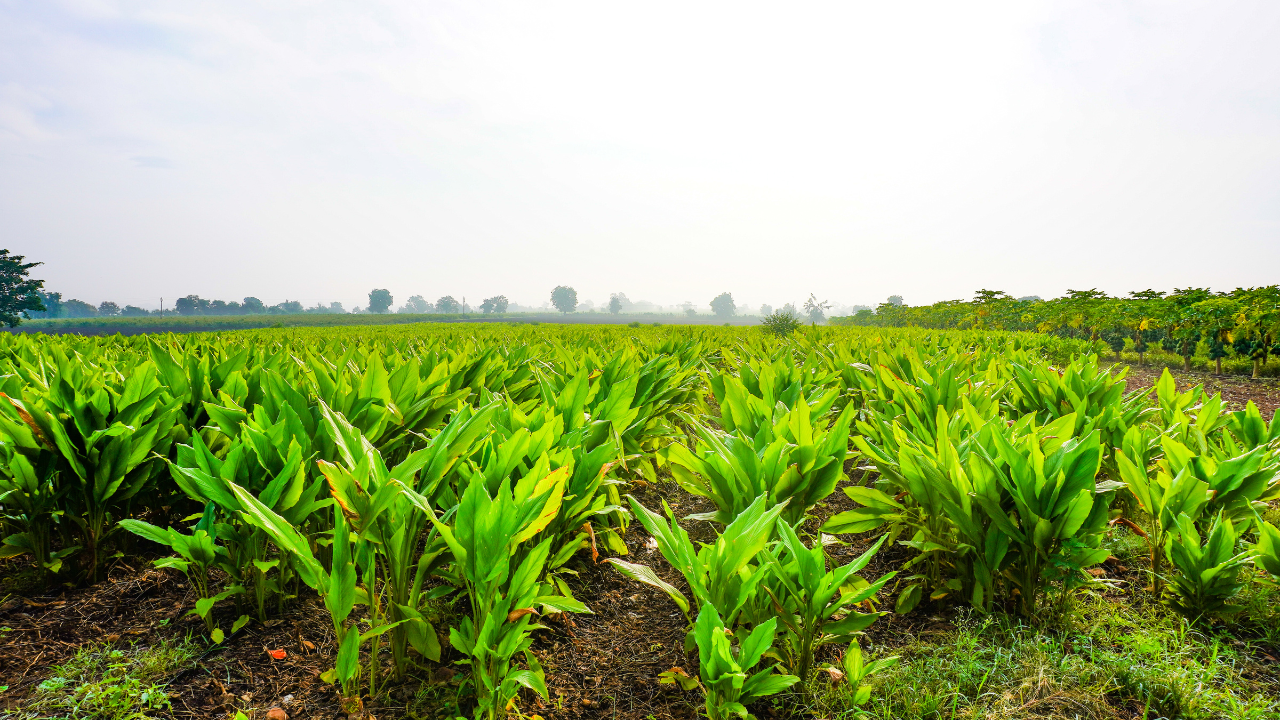 Nizamabad Turmeric Farmer Wears 'Chappal' For First Time in 12 Yrs After PM's Big Announcement