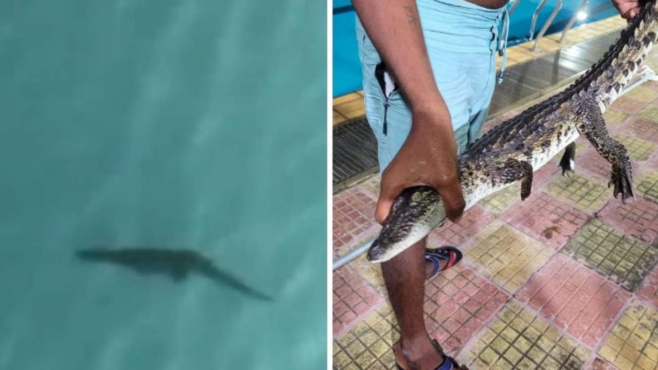 Baby crocodile sneaks into civic-run swimming pool in Mumbai.