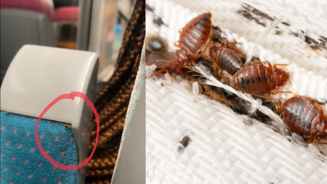 Photos of Bed bugs from Paris sweet social media (Images via Twitter)