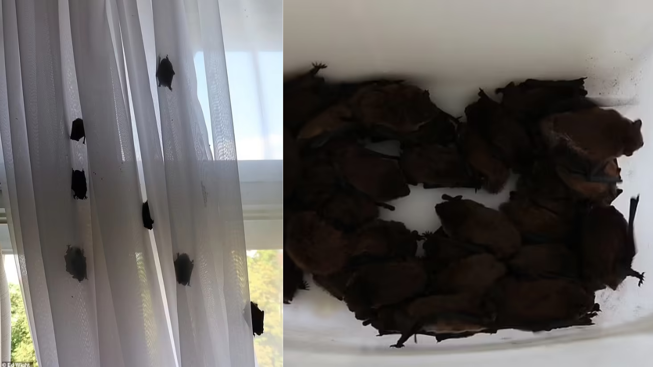 250 bats crawling all over tourist's  hotel room.