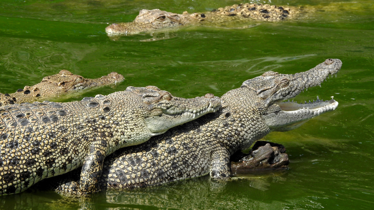 Military helicopter noise sets mood for Australian crocodile mating