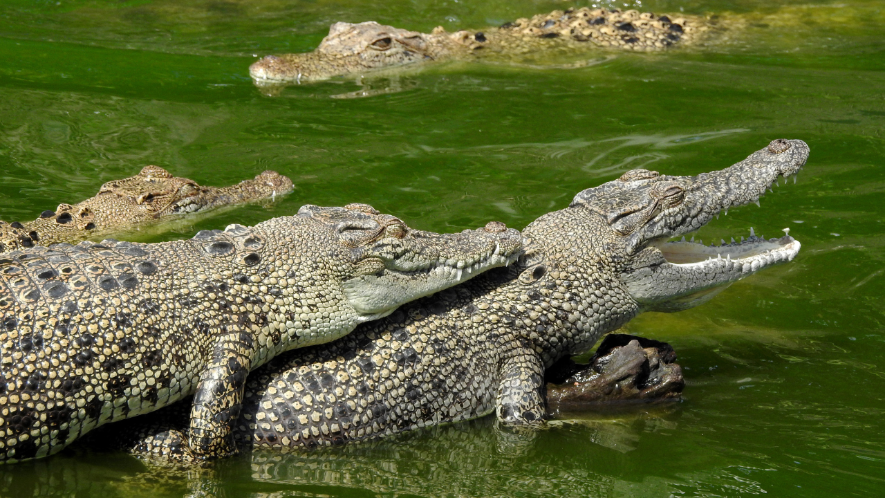 Crocodiles associate a change in air pressure, such as the one caused by a helicopter hovering ahead, with the start of the mating season. | Representative image: Canva Pro