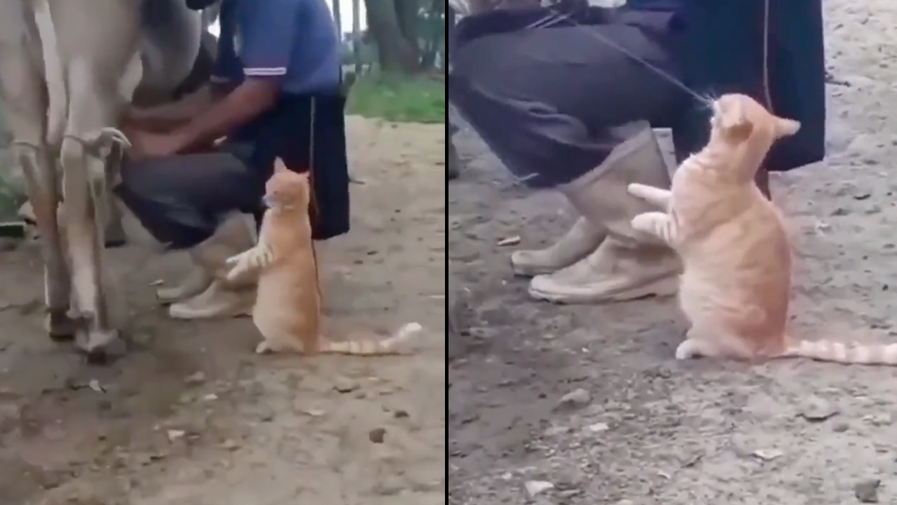 Viral Video: Cat Asks Dairy Farmer To Squirt Cow Milk Into Its Mouth