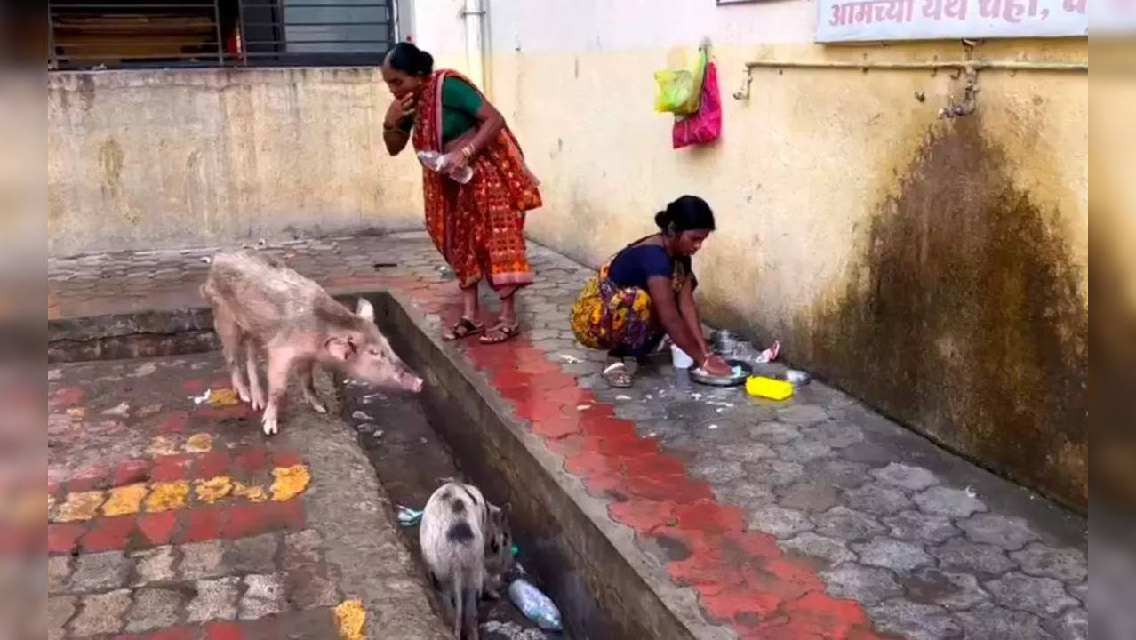 ​Pigs Roaming On The Premises Of Nanded Hospital In Maharashtra​