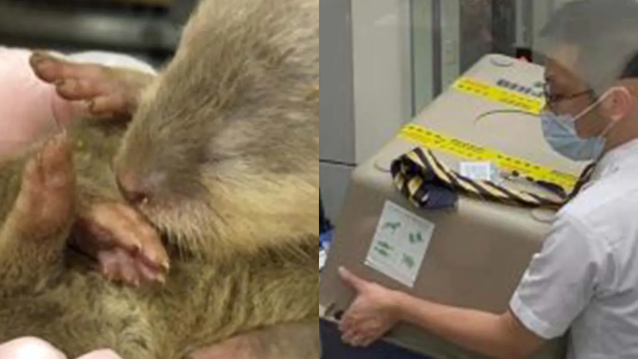 Mayhem erupts mid-air as a female passenger smuggles wild animals in Bangkok to Taiwan flight