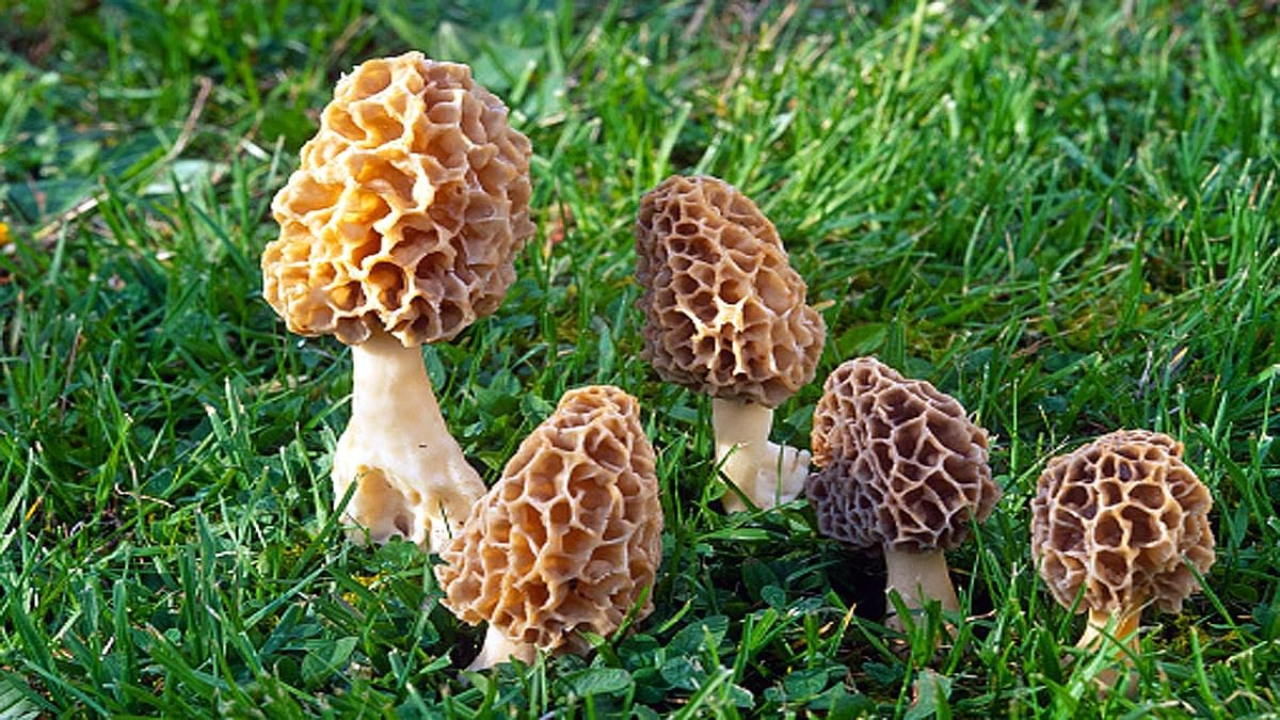 All about Guchhi mushrooms