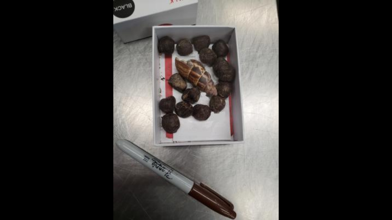 The box containing giraffe poop seized by officials at Minneapolis–Saint Paul International Airport. | Credit: US Customs And Border Patrol