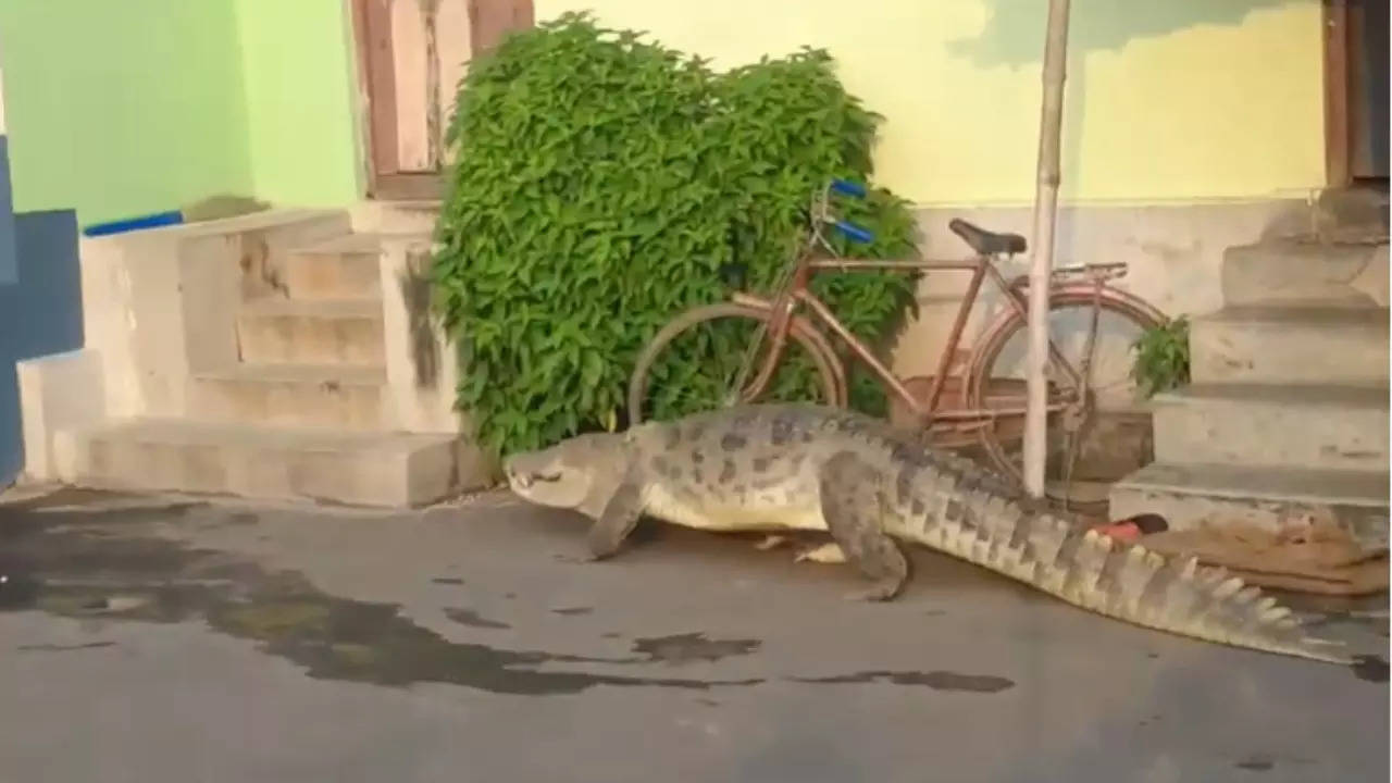 Crocodile Seen Crawling in Residential Area in West Bengal's Budwan district | Video