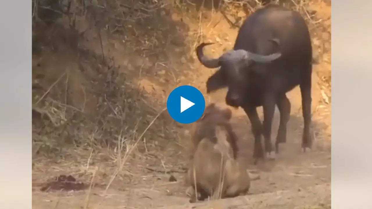 Viral Video, Buffalo And Lion Fight