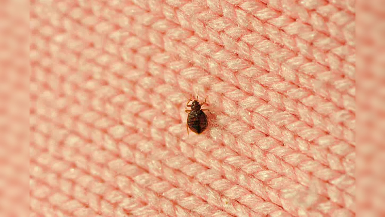 bed bugs