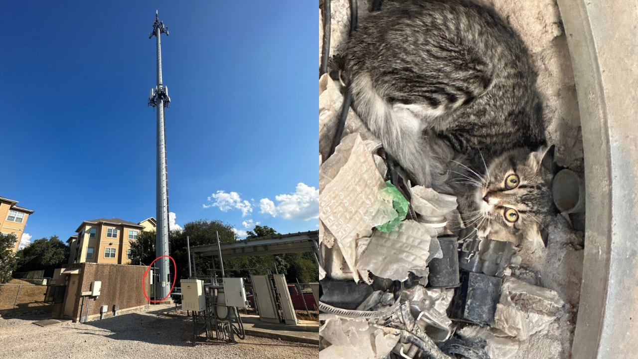 Cat's Daring Rescue from Cellphone Tower