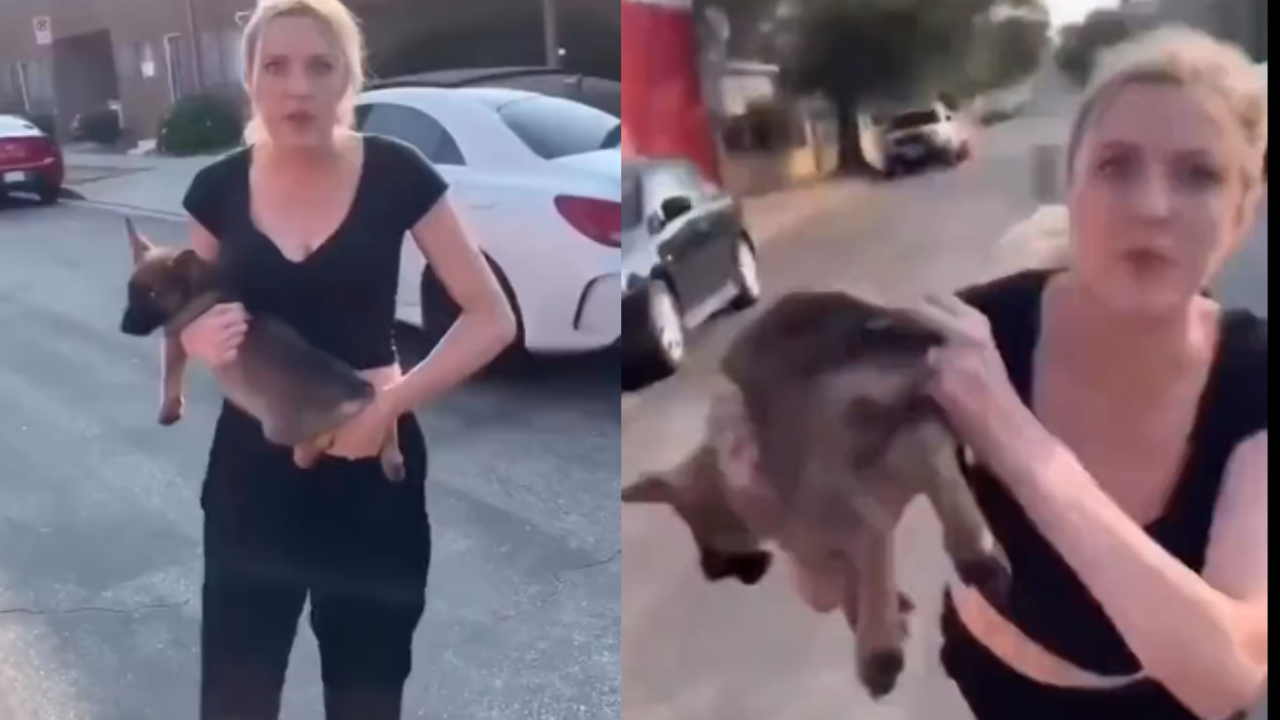 Viral Video Woman Throws Her Puppy At Man During Confrontation Times Now