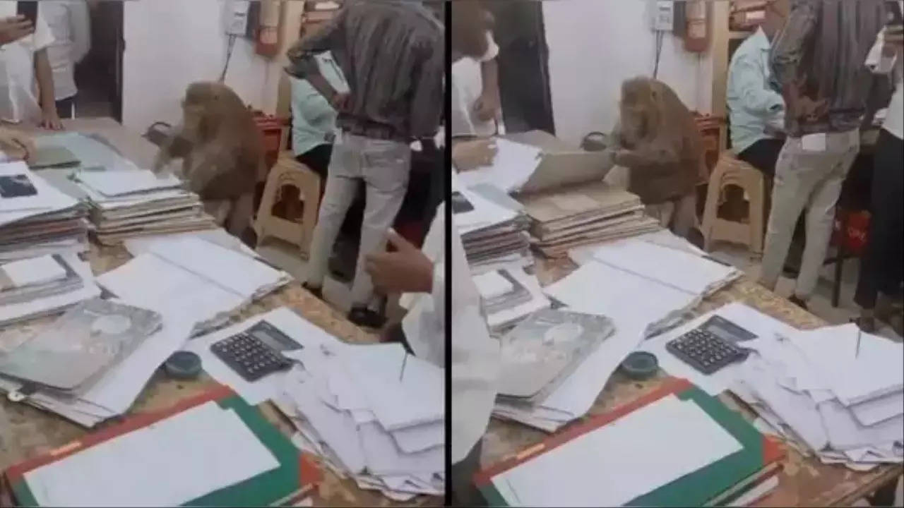 monkey come to office viral video