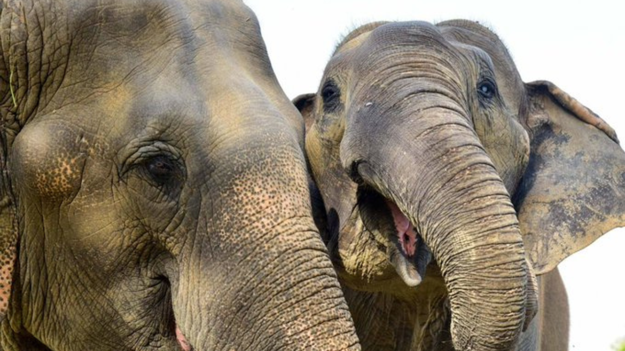 Elephants Navigate Madukkari Underpass